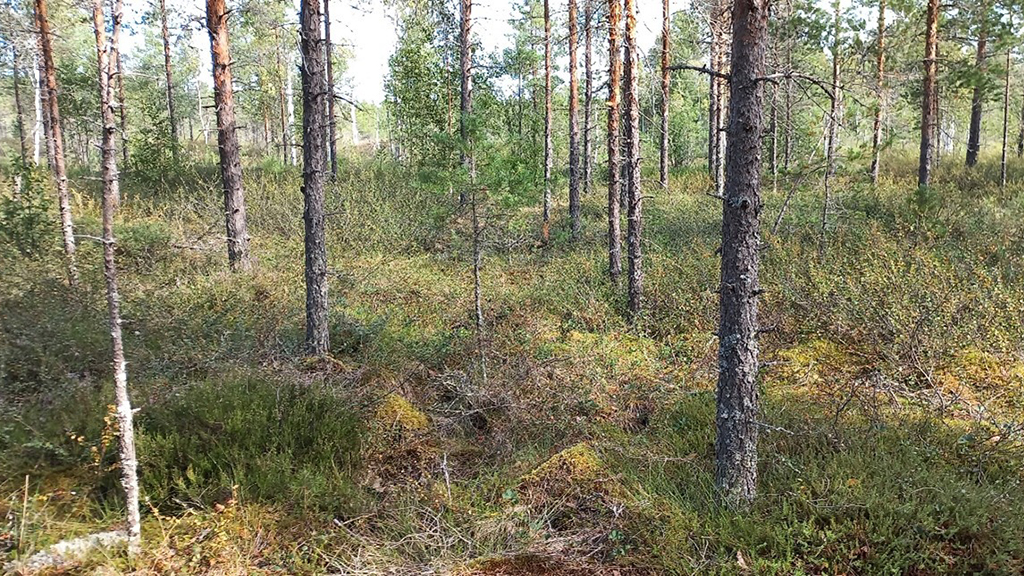 GTK Keski Pohjanmaan Turvevarannot Tarjoavat Merkitt v Potentiaalia GTK Keski Pohjanmaan Turvevarannot Tarjoavat Merkitt v Potentiaalia